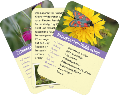 Gezeigt wird eine Innen- oder Zusatzansicht von „Naturforscher-Kids – Insekten“. Die Darstellung zeigt mehrere illustrierte Karten mit Informationen über verschiedene Insektenarten. Dominierende Farben sind gelb, lila und grün. Die Typografie ist klar und gut lesbar, mit Überschriften in freundlichem, auffälligem Schriftstil. Jede Karte enthält Illustrationen von Insekten, umgeben von einer Erklärung zu den biologischen Eigenschaften. Hintergrund ist hell gehalten, um einen...