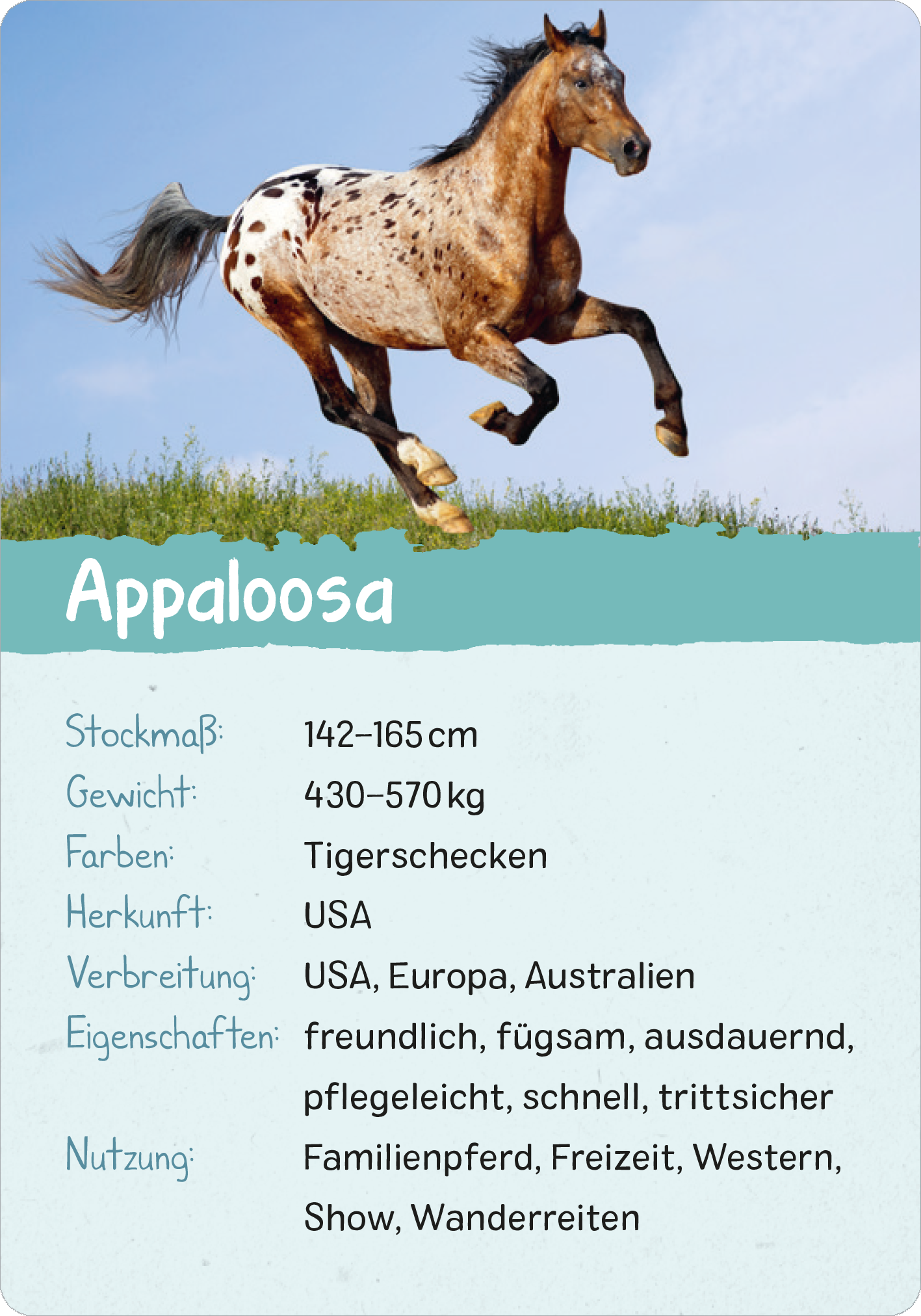 Gezeigt wird eine Innen- oder Zusatzansicht von „Naturforscher-Kids – Pferde und Ponys“. Die Darstellung zeigt einen gallopierenden Appaloosa-Hengst mit einer auffälligen, punktierten Fellzeichnung in den Farben Weiß und Braun. Im unteren Bereich befindet sich ein türkisfarbener Hintergrund mit Überschrift „Appaloosa“ in großer Schrift. Darunter folgen in klarer, übersichtlicher typografischer Anordnung Details zu Stockmaß, Gewicht, Farben, Herkunft, Verbreitung, Eigenschaften...