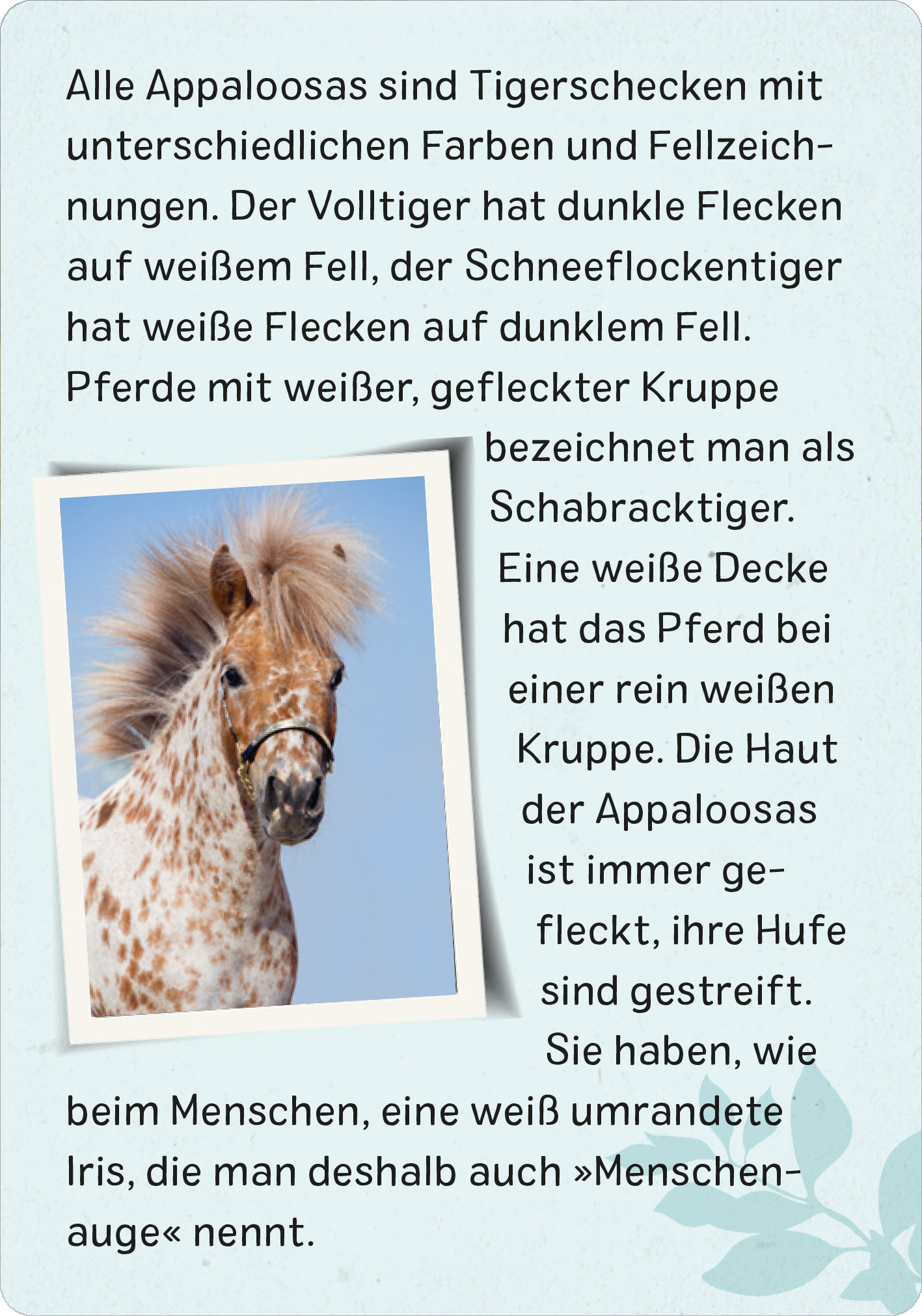 Gezeigt wird eine Innen- oder Zusatzansicht von „Naturforscher-Kids – Pferde und Ponys“. Auf der Seite ist ein Appaloosa-Pferd mit einer einzigartigen Fellzeichnung in Tigermuster abgebildet. Die Farben sind hell und freundlich, mit einem hellen Hintergrund. Der Text ist in klarer, gut lesbarer Typografie gehalten und beschreibt verschiedene Farbvariationen und Merkmale des Appaloosa. Eine dekorative Blattform verleiht der Gestaltung zusätzliches Interesse.