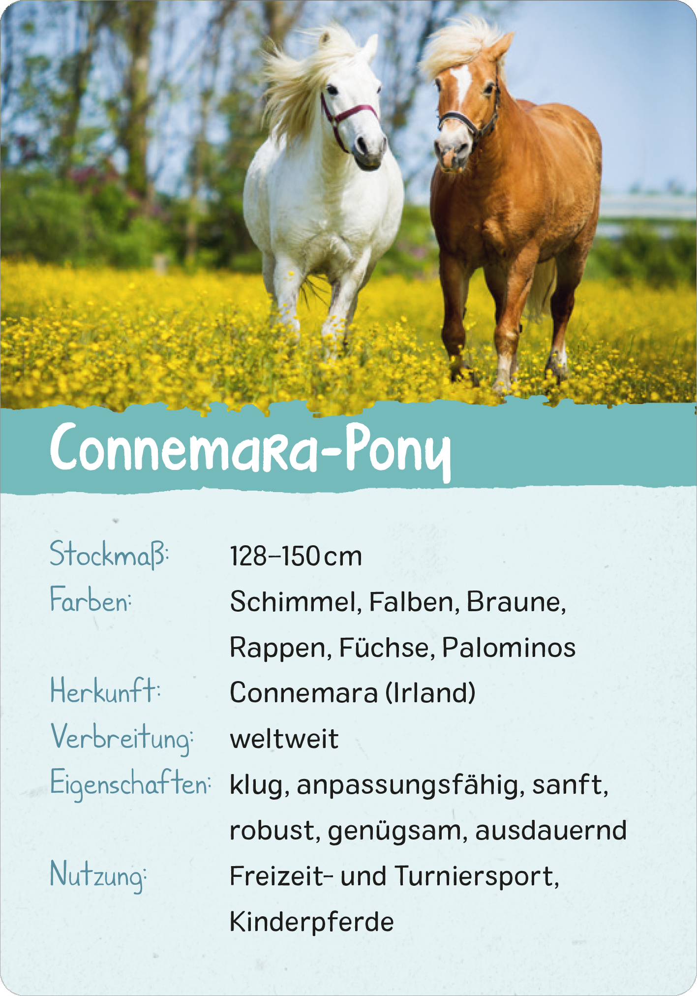 Gezeigt wird eine Innen- oder Zusatzansicht von „Naturforscher-Kids – Pferde und Ponys“. Die Ansicht präsentiert zwei Pferde – ein weißes und ein braunes – vor einer grünen Wiese voller gelber Blumen. Im oberen Bereich steht der Titel „Connemara-Pony“ in freundlicher, kursiver Schrift. Darunter sind zentrale Informationen in klarer, gut lesbarer Schrift auf hellblauem Hintergrund angeordnet, einschließlich Stockmaß, Farben, Herkunft und Eigenschaften des Ponys.