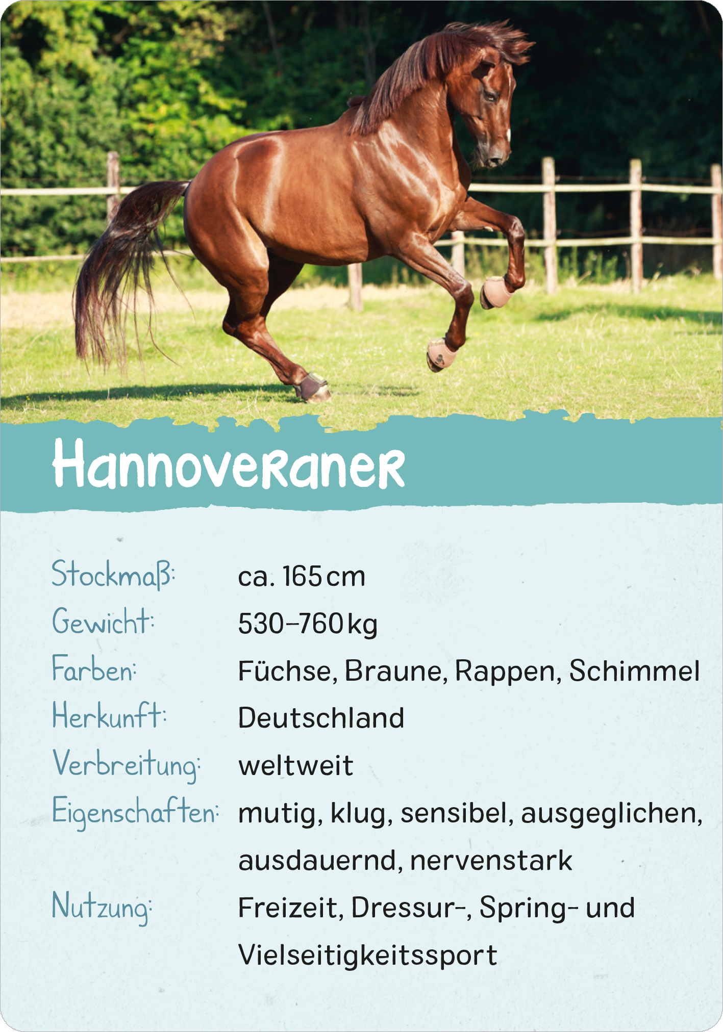 Gezeigt wird eine Innen- oder Zusatzansicht von „Naturforscher-Kids – Pferde und Ponys“. Die Ansicht zeigt ein Bild eines Hannoveraners, der fröhlich auf einer Wiese steht. Der Hintergrund ist grün und zeigt eine Koppel. Der Text ist klar strukturiert, in einer freundlichen Schriftart und hellblauen Box platziert. Die zentrale Information umfasst Angaben zu Stockmaß, Gewicht, Farben, Herkunft und Eigenschaften des Pferdes und hebt die vielseitige Nutzung hervor.