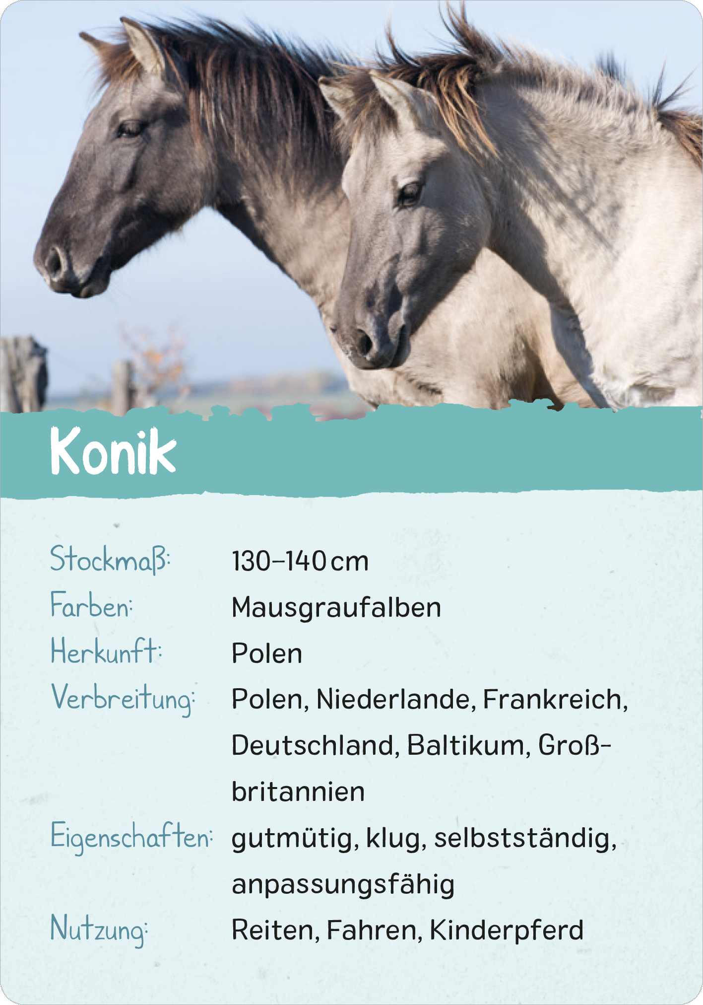 Gezeigt wird eine Innen- oder Zusatzansicht von „Naturforscher-Kids – Pferde und Ponys“. Die Ansicht präsentiert zwei Koniks, die hellbraun gefärbt sind, vor einem klaren Himmel. Die Textbox in sanften Farben enthält Informationen über Stockmaß, Herkunft und Eigenschaften in gut lesbarer, klarer Typografie. Die Beschreibung verdeutlicht die Ansprüche, die das Pony hat, und hebt deren Anpassungsfähigkeit hervor.