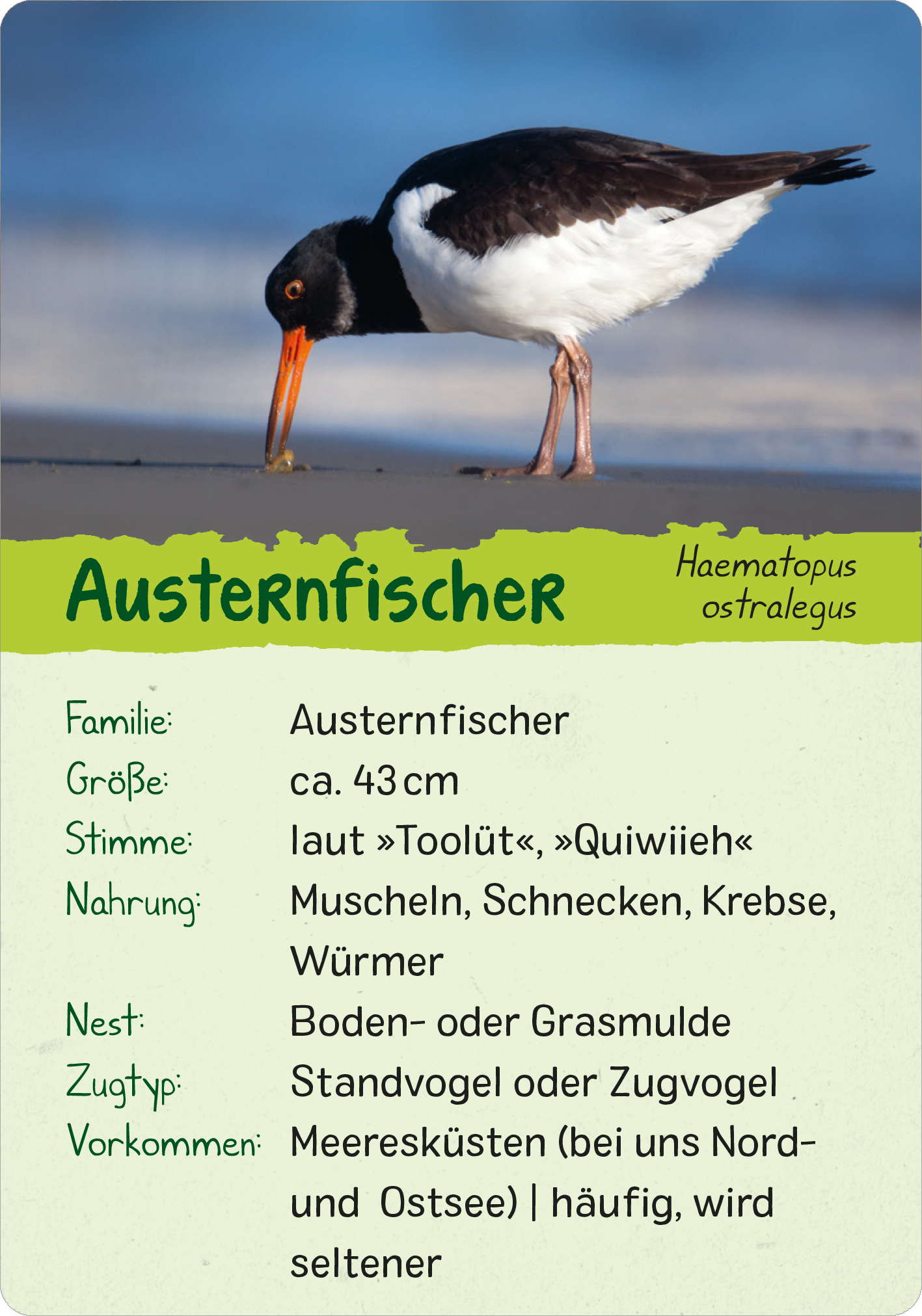 Gezeigt wird eine Innen- oder Zusatzansicht von „Naturforscher-Kids – Vögel“. Die Ansicht präsentiert eine Karte mit dem Titel „Austernfischer“ in einer ansprechenden grünen Schrift. Unterhalb des Titels sind die Informationen zur Familie, Größe, Stimme, Nahrung, Nest, Zugtyp und Vorkommen in klarer schwarzer Typografie angeordnet. Ein Bild eines Austernfischers ist im Hintergrund sichtbar. Die Gesamtgestaltung ist kinderfreundlich und farbenfroh.