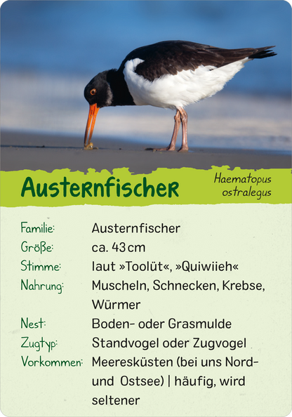 Gezeigt wird eine Innen- oder Zusatzansicht von „Naturforscher-Kids – Vögel“. Die Ansicht präsentiert eine Karte mit dem Titel „Austernfischer“ in einer ansprechenden grünen Schrift. Unterhalb des Titels sind die Informationen zur Familie, Größe, Stimme, Nahrung, Nest, Zugtyp und Vorkommen in klarer schwarzer Typografie angeordnet. Ein Bild eines Austernfischers ist im Hintergrund sichtbar. Die Gesamtgestaltung ist kinderfreundlich und farbenfroh.