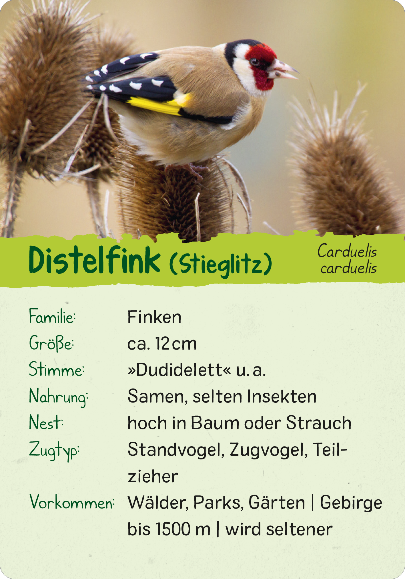 Gezeigt wird eine Innen- oder Zusatzansicht von „Naturforscher-Kids – Vögel“. Die Ansicht zeigt eine informative Karte über den Distelfink, mit einem farbenfrohen Bild des Vogels. Der Hintergrund ist grün gehalten, während der obere Abschnitt in einem klaren Blau mit der Bezeichnung „Distelfink“ hervorgehoben ist. Die Schrift ist groß und gut lesbar, mit einer helleren Schriftfarbe für die Unterpunkte wie Familie, Größe und Nahrung. Die Gestaltung ist kinderfreundlich und...