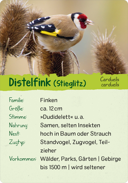 Gezeigt wird eine Innen- oder Zusatzansicht von „Naturforscher-Kids – Vögel“. Die Ansicht zeigt eine informative Karte über den Distelfink, mit einem farbenfrohen Bild des Vogels. Der Hintergrund ist grün gehalten, während der obere Abschnitt in einem klaren Blau mit der Bezeichnung „Distelfink“ hervorgehoben ist. Die Schrift ist groß und gut lesbar, mit einer helleren Schriftfarbe für die Unterpunkte wie Familie, Größe und Nahrung. Die Gestaltung ist kinderfreundlich und...