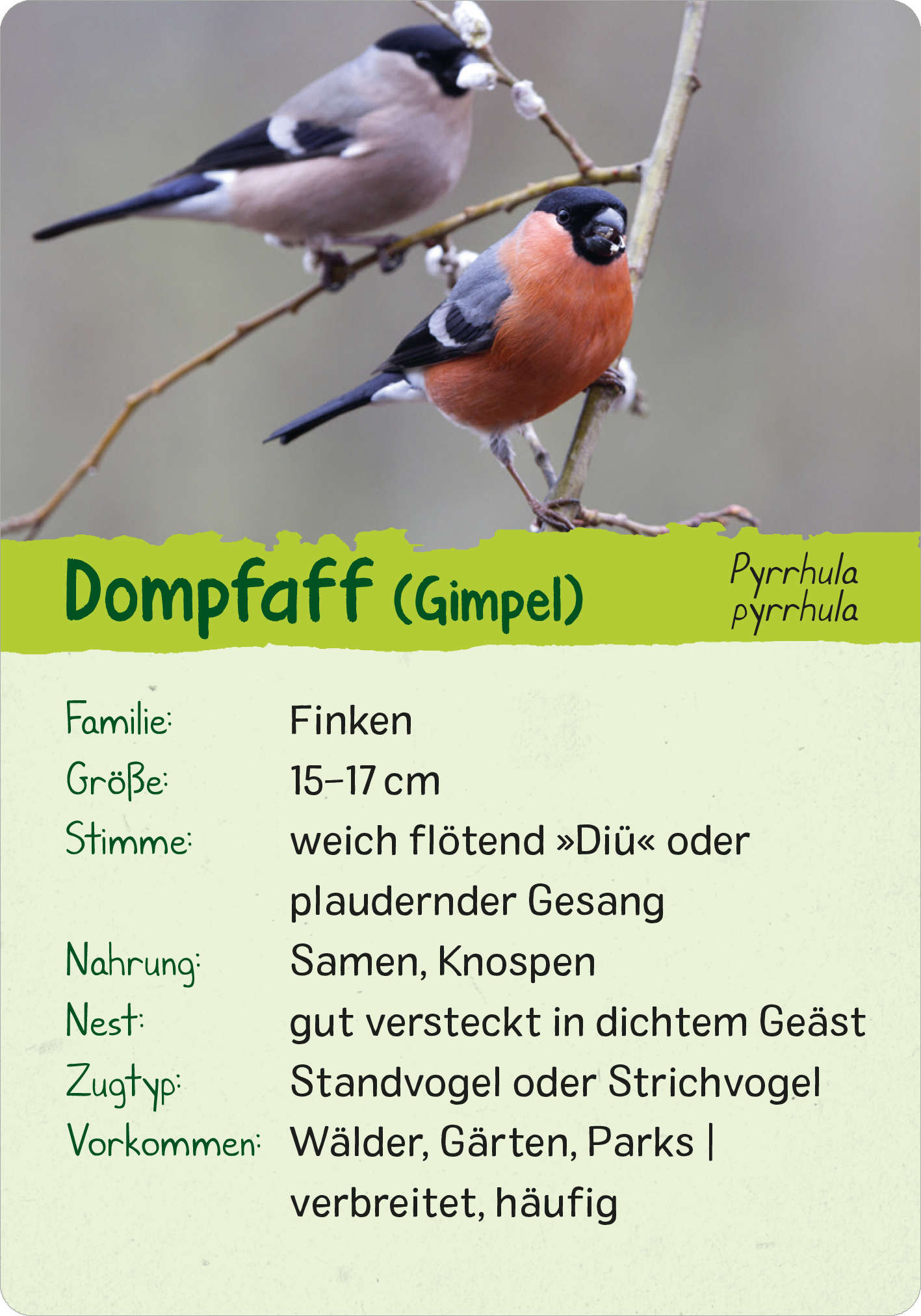 Gezeigt wird eine Innen- oder Zusatzansicht von „Naturforscher-Kids – Vögel“. Die Karte zeigt den Dompfaff (Gimpel) mit einer Abbildung von zwei Vögeln, die auf einem Ast sitzen. Der Hintergrund ist unscharf gehalten und in leichten Grüntönen. Die Überschrift „Dompfaff (Gimpel)“ ist in fetter, farbiger Schrift gehalten, darunter sind Informationen zur Familie, Größe, Stimme, Nahrung, Nest, Zugtyp und Vorkommen in klarer, gut lesbarer Typografie angeordnet.