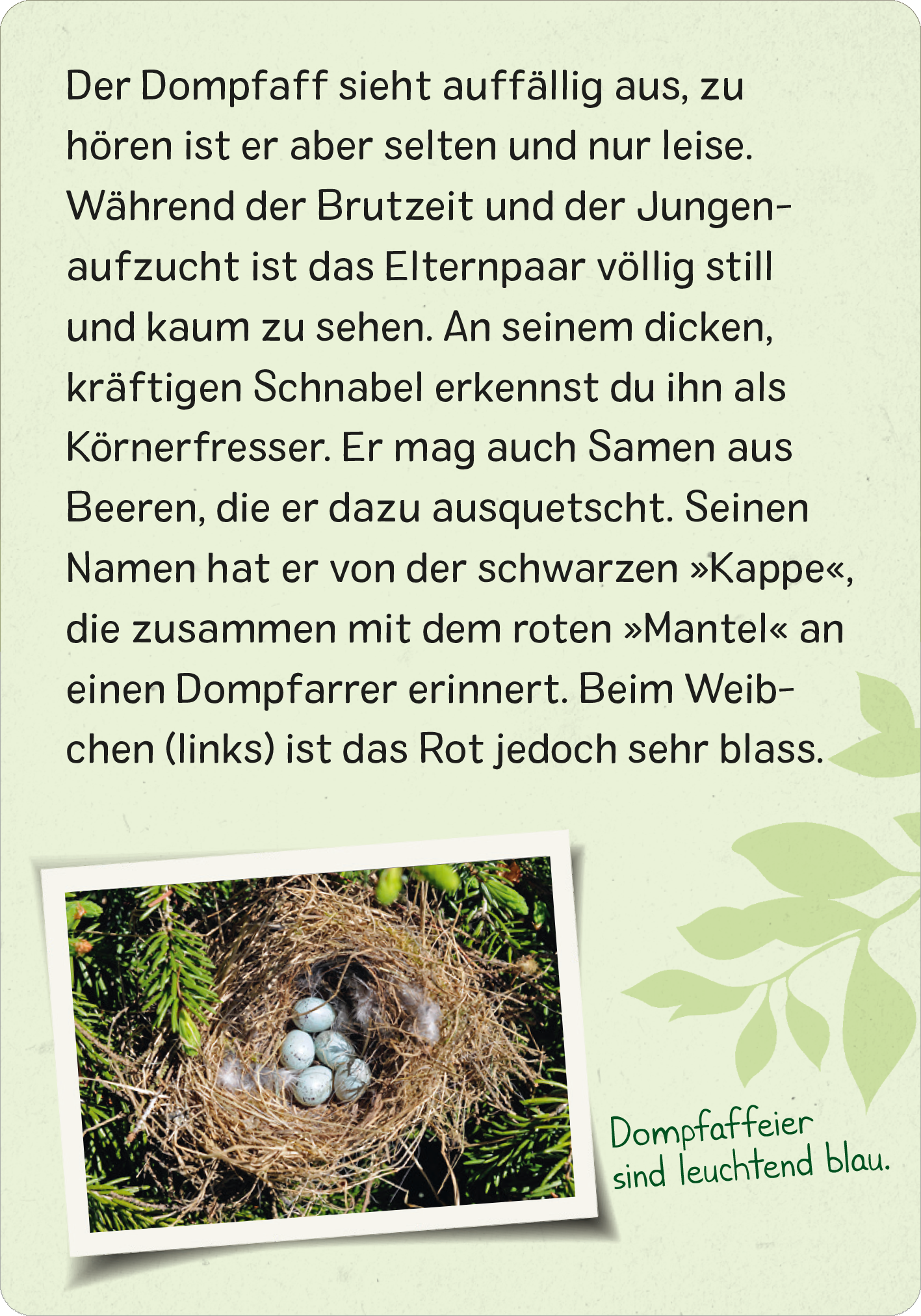 Gezeigt wird eine Innen- oder Zusatzansicht von „Naturforscher-Kids – Vögel“. Der Hintergrund ist in sanften Grüntönen gehalten, die typografischen Elemente sind klar und einfach zu lesen. Ein zentraler Text beschreibt den Dompfaff und seine Merkmale, während ein Bild eines Dompfaff-Nests mit Eiern darunter abgebildet ist. Die Schriftfarbe ist dunkel und kontrastiert gut mit dem helleren Hintergrund, um die Lesbarkeit zu erhöhen. Der Stil ist kinderfreundlich und informativ.