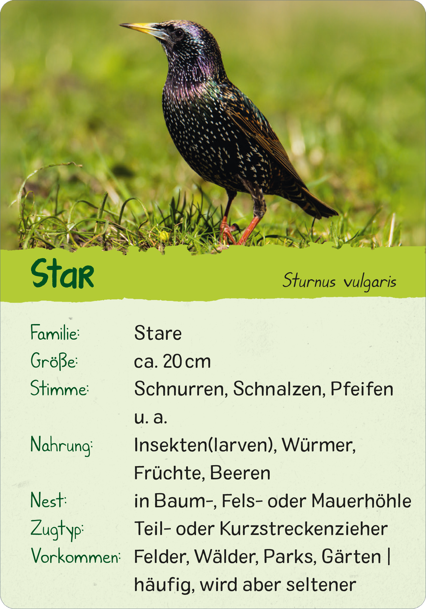 Gezeigt wird eine Innen- oder Zusatzansicht von „Naturforscher-Kids – Vögel“. Das Bild zeigt einen farbenfrohen Star, der auf grünem Gras sitzt. Der Vogel hat eine schillernde, gepunktete Federfarbe, die von Schwarz zu Blau und Violett übergeht. Die obere Bereiche der Karte sind in einem sanften Grünton gehalten, während die Informationen in Klartextformat präsentiert werden. Die Schriftart ist gut lesbar und enthält Details zu Familie, Größe, Stimme und Nahrungsverhalten des...