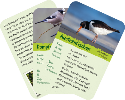 Gezeigt wird eine Innen- oder Zusatzansicht von „Naturforscher-Kids – Vögel“. Die Karten zeigen verschiedene Vogelarten mit einem klaren, farbenfrohen Design. Die Oberseite enthält ein Bild eines Vogels, darunter steht der Name der Art in grüner Schrift. Die Rückseite bietet zusätzliche Informationen in klarer, gut lesbarer Schrift. Die Farbpalette umfasst sanfte Grüntöne, kombiniert mit lebendigen Bildern, die die Vögel in natürlichen Umgebungen darstellen.
