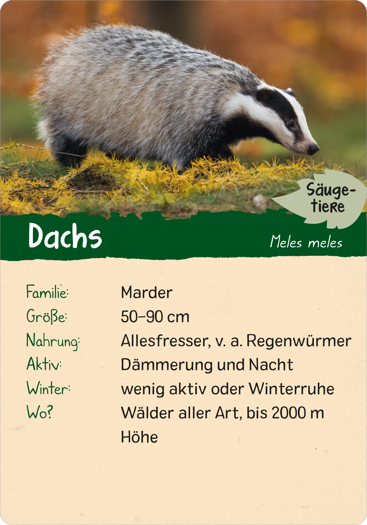 Gezeigt wird eine Innen- oder Zusatzansicht von „Naturforscher-Kids – Wald“. Die Karte zeigt einen Dachs auf einem gelb-braunen Waldboden, umrahmt von grünem Gras. Der Dachs wird in natürlicher Größe dargestellt, mit einem charakteristischen Streifenmuster im Gesicht. Der Hintergrund ist weich verschwommen. Unter dem Bild steht die Überschrift „Dachs“ in geschwungener, hellweißer Schrift auf grünem Grund. Die typografischen Informationen zu Familie, Größe, Nahrung,...