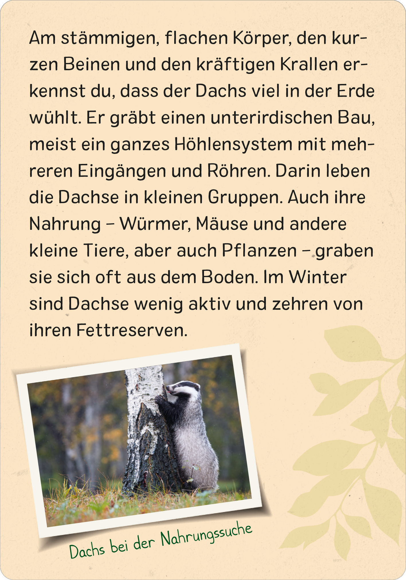 Gezeigt wird eine Innen- oder Zusatzansicht von „Naturforscher-Kids – Wald“. Der Hintergrund ist in einem sanften Beigeton gehalten, der an die Natur erinnert. Zentral steht ein informierender Text in gut lesbarer, dunkler Schrift. Auf der linken Seite ist ein Bild eines Dachs, der an einem Baum schnuppert, umgeben von einer lebendigen, grünen Pflanzenillustration im unteren Bereich. Die Schrift vermittelt kindgerechte Informationen über den Lebensraum des Daches.