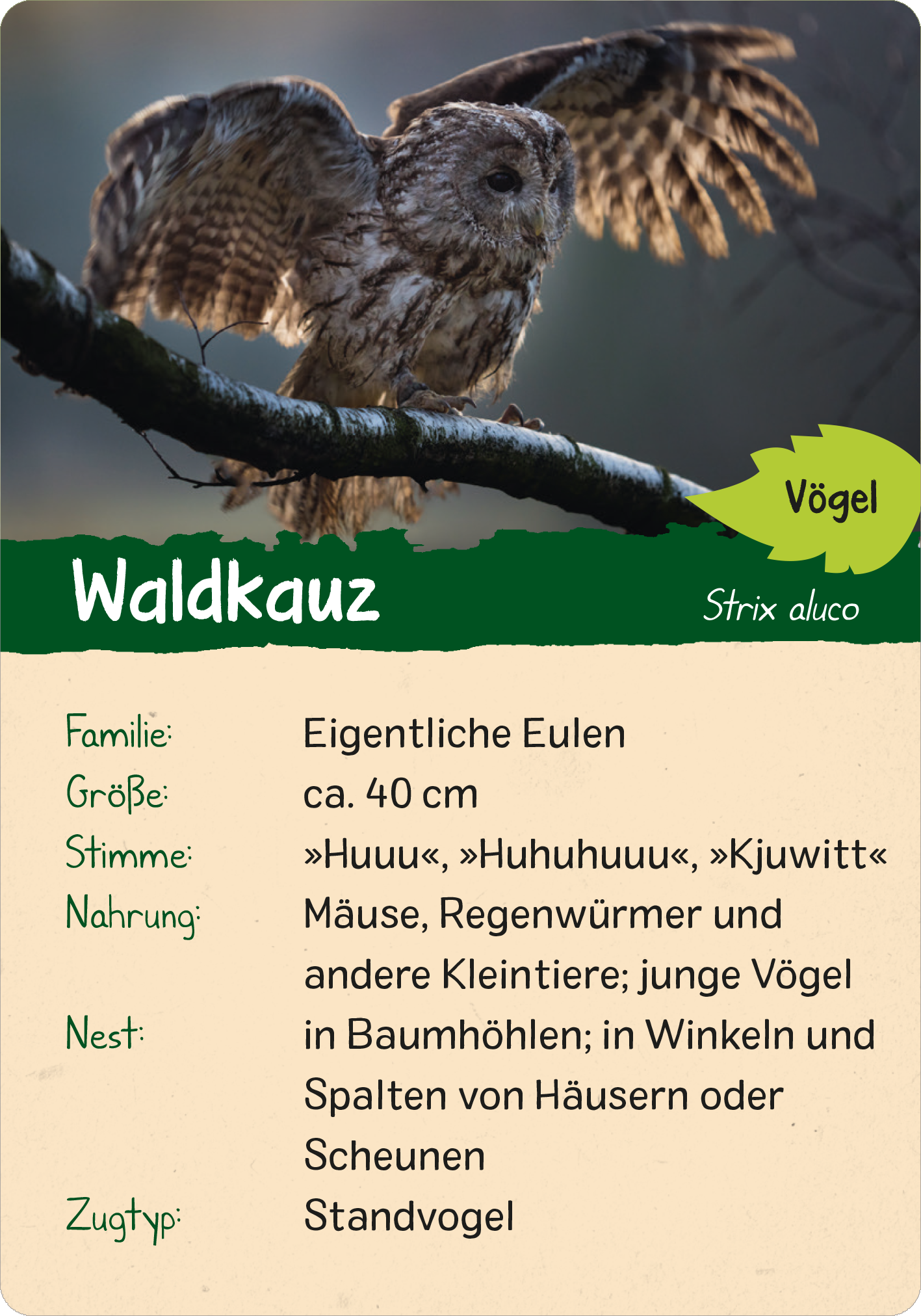 Gezeigt wird eine Innen- oder Zusatzansicht von „Naturforscher-Kids – Wald“. Die Karte zeigt einen Waldkauz mit ausgebreiteten Flügeln, der auf einem Ast sitzt. Oben befindet sich der Titel „Waldkauz“ in großer, klarer Schrift in Weiß auf grünem Hintergrund. Darunter sind Informationen zur Familie, Größe, Stimme, Nahrung und Nest in gut lesbarer, schwarzer Schrift auf hellem Hintergrund angeordnet. Die Darstellung vermittelt eine harmonische Verbindung von Bild und Text,...