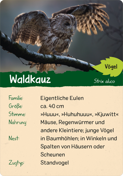 Gezeigt wird eine Innen- oder Zusatzansicht von „Naturforscher-Kids – Wald“. Die Karte zeigt einen Waldkauz mit ausgebreiteten Flügeln, der auf einem Ast sitzt. Oben befindet sich der Titel „Waldkauz“ in großer, klarer Schrift in Weiß auf grünem Hintergrund. Darunter sind Informationen zur Familie, Größe, Stimme, Nahrung und Nest in gut lesbarer, schwarzer Schrift auf hellem Hintergrund angeordnet. Die Darstellung vermittelt eine harmonische Verbindung von Bild und Text,...