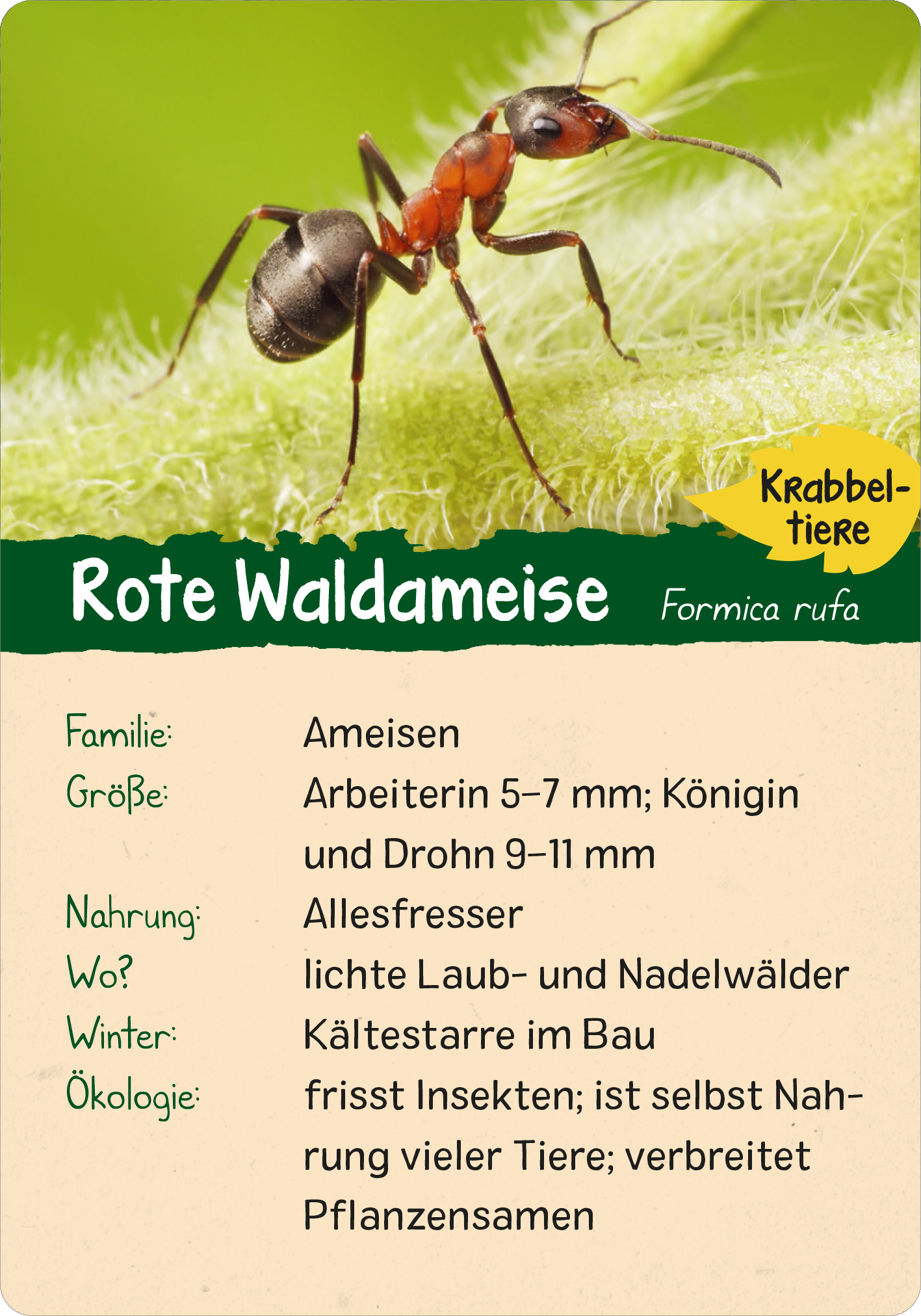 Gezeigt wird eine Innen- oder Zusatzansicht von „Naturforscher-Kids – Wald“. Die Karte stellt die „Rote Waldameise“ dar, inklusive einer detaillierten Abbildung der Ameise auf grünem Hintergrund. Oben steht der Titel „Krabbeltier“ in gelber Schrift auf grünem Grund. Unter dem Bild sind wichtige Informationen wie Familie, Größe, Nahrung und Lebensraum in klarer, dunkler Typografie angeordnet, um eine gute Lesbarkeit zu gewährleisten.