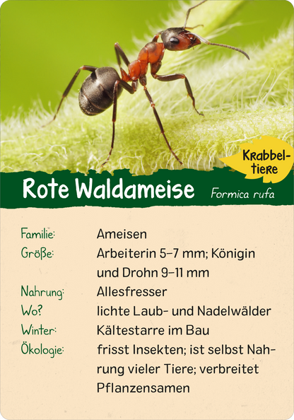 Gezeigt wird eine Innen- oder Zusatzansicht von „Naturforscher-Kids – Wald“. Die Karte stellt die „Rote Waldameise“ dar, inklusive einer detaillierten Abbildung der Ameise auf grünem Hintergrund. Oben steht der Titel „Krabbeltier“ in gelber Schrift auf grünem Grund. Unter dem Bild sind wichtige Informationen wie Familie, Größe, Nahrung und Lebensraum in klarer, dunkler Typografie angeordnet, um eine gute Lesbarkeit zu gewährleisten.