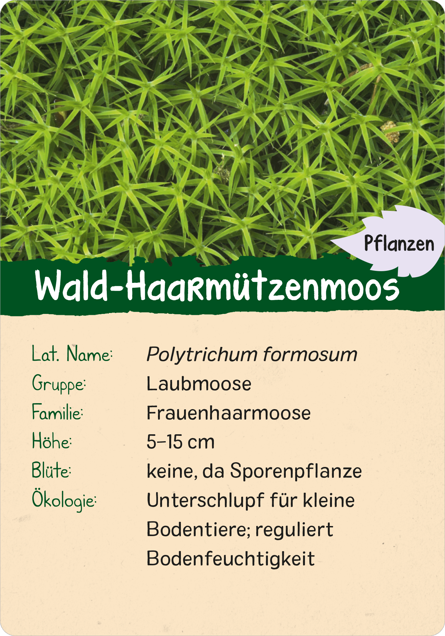 Gezeigt wird eine Innen- oder Zusatzansicht von „Naturforscher-Kids – Wald“. Die Ansicht zeigt eine Informationskarte über das Wald-Haarmützenmoos, die auf beigem Hintergrund druckt ist. Oben befindet sich der grüne Schriftzug „Pflanzen“ sowie der Titel „Wald-Haarmützenmoos“ in deutlich lesbarer Schrift. Darunter sind Detailinformationen in schwarzer Schrift aufgelistet, darunter das lateinische Namen, die Gruppe, die Familie, die Höhe, die Blüte und die ökologische...
