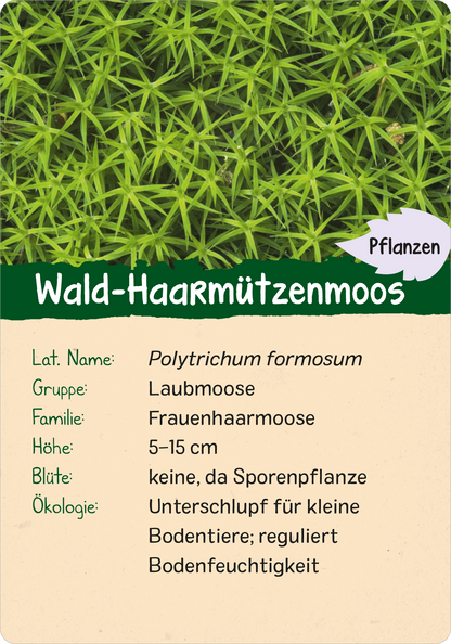 Gezeigt wird eine Innen- oder Zusatzansicht von „Naturforscher-Kids – Wald“. Die Ansicht zeigt eine Informationskarte über das Wald-Haarmützenmoos, die auf beigem Hintergrund druckt ist. Oben befindet sich der grüne Schriftzug „Pflanzen“ sowie der Titel „Wald-Haarmützenmoos“ in deutlich lesbarer Schrift. Darunter sind Detailinformationen in schwarzer Schrift aufgelistet, darunter das lateinische Namen, die Gruppe, die Familie, die Höhe, die Blüte und die ökologische...