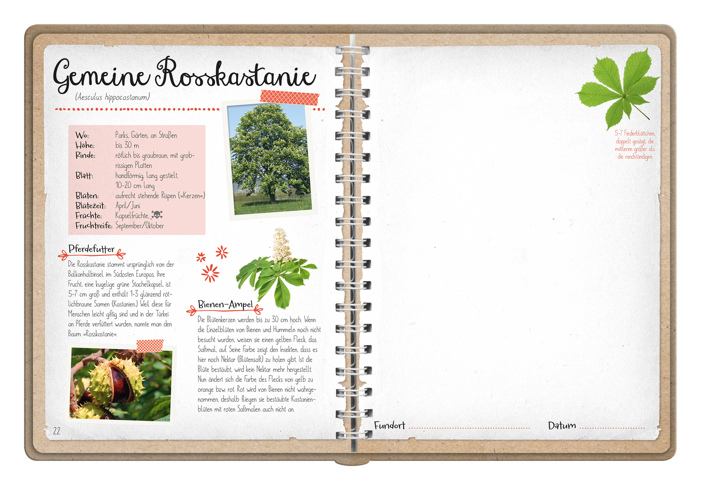 Gezeigt wird eine Innen- oder Zusatzansicht von „Naturforscher-Kids – Blüten und Blätter entdecken und sammeln“. Die Seite präsentiert Informationen zur „Gemeinen Rosskastanie“ mit einem farbenfrohen Titel in einer verspielten Schriftart. Der Text ist auf einem hellen Hintergrund und in verschiedenen Schriftgrößen strukturiert. Ein eingebettetes Foto des Baums sowie eine Abbildung der Blätter sind auf der Seite zu finden. Rote und grüne Akzentfarben heben zentrale Elemente...