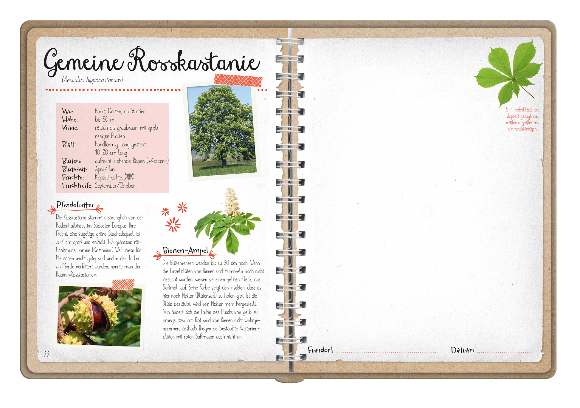 Gezeigt wird eine Innen- oder Zusatzansicht von „Naturforscher-Kids – Blüten und Blätter entdecken und sammeln“. Die Seite präsentiert Informationen zur „Gemeinen Rosskastanie“ mit einem farbenfrohen Titel in einer verspielten Schriftart. Der Text ist auf einem hellen Hintergrund und in verschiedenen Schriftgrößen strukturiert. Ein eingebettetes Foto des Baums sowie eine Abbildung der Blätter sind auf der Seite zu finden. Rote und grüne Akzentfarben heben zentrale Elemente...