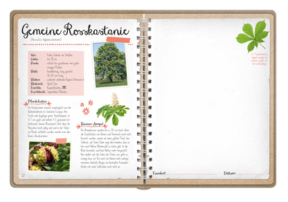 Gezeigt wird eine Innen- oder Zusatzansicht von „Naturforscher-Kids – Blüten und Blätter entdecken und sammeln“. Die Seite präsentiert Informationen zur „Gemeinen Rosskastanie“ mit einem farbenfrohen Titel in einer verspielten Schriftart. Der Text ist auf einem hellen Hintergrund und in verschiedenen Schriftgrößen strukturiert. Ein eingebettetes Foto des Baums sowie eine Abbildung der Blätter sind auf der Seite zu finden. Rote und grüne Akzentfarben heben zentrale Elemente...