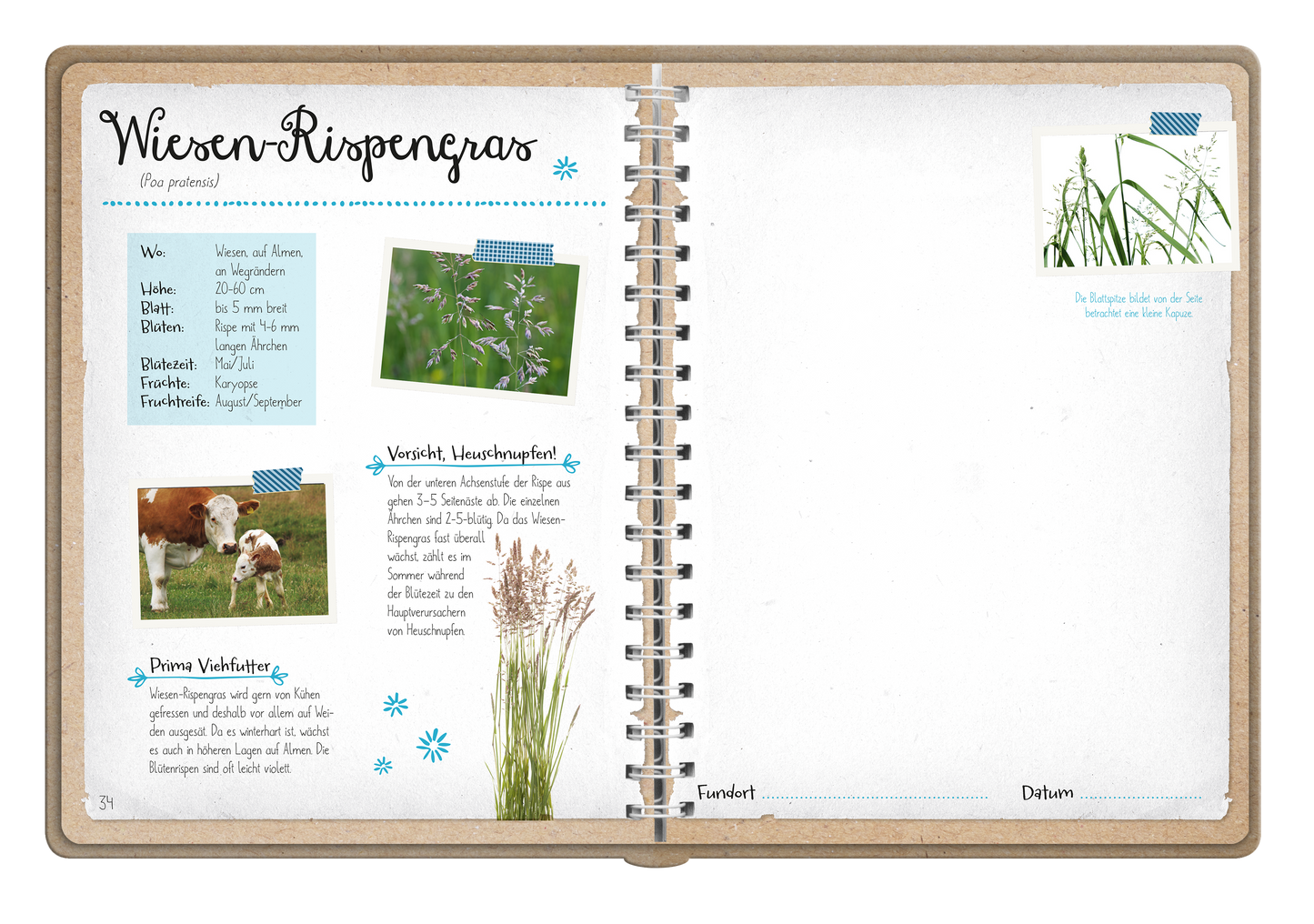 Gezeigt wird eine Innenansicht von „Naturforscher-Kids – Blüten und Blätter entdecken und sammeln“. Die Seite enthält den Titel „Wiesen-Rispengras“ in einer verspielten Schriftart. Auf der linken Seite befinden sich Informationen, darunter eine Beschreibung des Wiesen-Rispengrases, in blauem Text auf hellem Hintergrund. Bilder von Kühen und Pflanzen ergänzen den Text. An der oberen rechten Ecke sind zwei kleine Pflanzenillustrationen und ein freier Bereich für Notizen sichtbar....