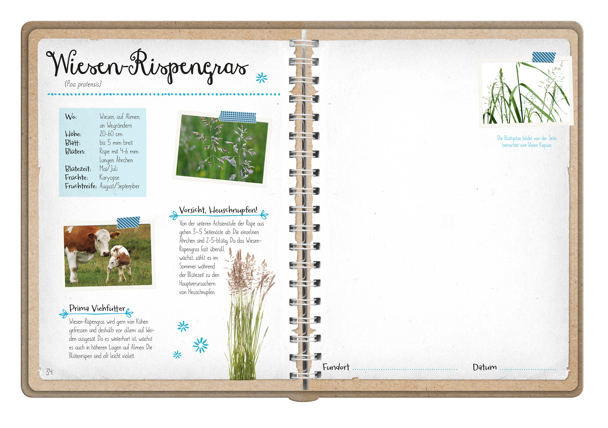 Gezeigt wird eine Innenansicht von „Naturforscher-Kids – Blüten und Blätter entdecken und sammeln“. Die Seite enthält den Titel „Wiesen-Rispengras“ in einer verspielten Schriftart. Auf der linken Seite befinden sich Informationen, darunter eine Beschreibung des Wiesen-Rispengrases, in blauem Text auf hellem Hintergrund. Bilder von Kühen und Pflanzen ergänzen den Text. An der oberen rechten Ecke sind zwei kleine Pflanzenillustrationen und ein freier Bereich für Notizen sichtbar....