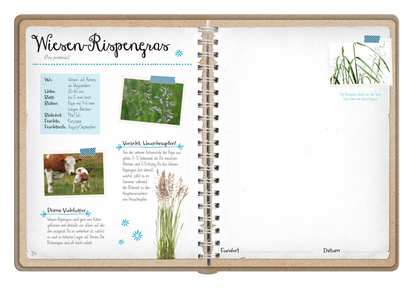 Gezeigt wird eine Innenansicht von „Naturforscher-Kids – Blüten und Blätter entdecken und sammeln“. Die Seite enthält den Titel „Wiesen-Rispengras“ in einer verspielten Schriftart. Auf der linken Seite befinden sich Informationen, darunter eine Beschreibung des Wiesen-Rispengrases, in blauem Text auf hellem Hintergrund. Bilder von Kühen und Pflanzen ergänzen den Text. An der oberen rechten Ecke sind zwei kleine Pflanzenillustrationen und ein freier Bereich für Notizen sichtbar....