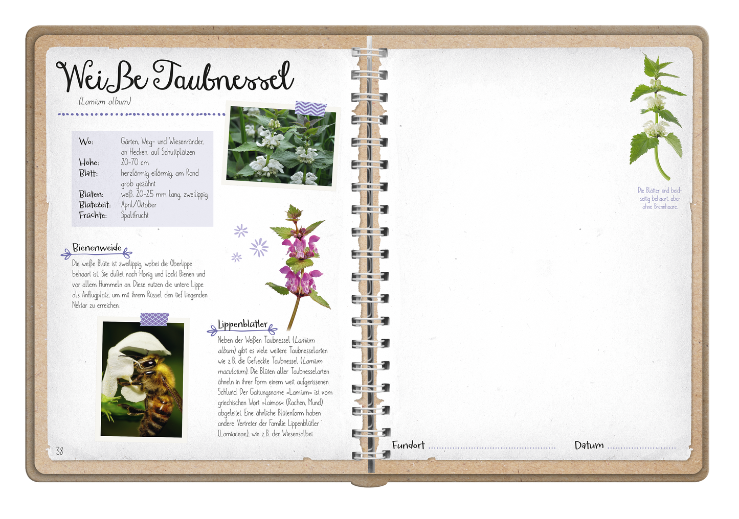 Gezeigt wird eine Innen- oder Zusatzansicht von „Naturforscher-Kids – Blüten und Blätter entdecken und sammeln“. Die Seite präsentiert die Weißbe Taubnessel mit einer handschriftlichen Überschrift in einer verspielten Schriftart. Links sind ein Bild der Pflanze und informative Textabschnitte, die in bunten Boxen hervorgehoben sind. Ein strukturierter, naturbelassener Hintergrund in sanften Farbtönen unterstützt die visuelle Klarheit. Rechts ist Platz für persönliche Notizen, um...