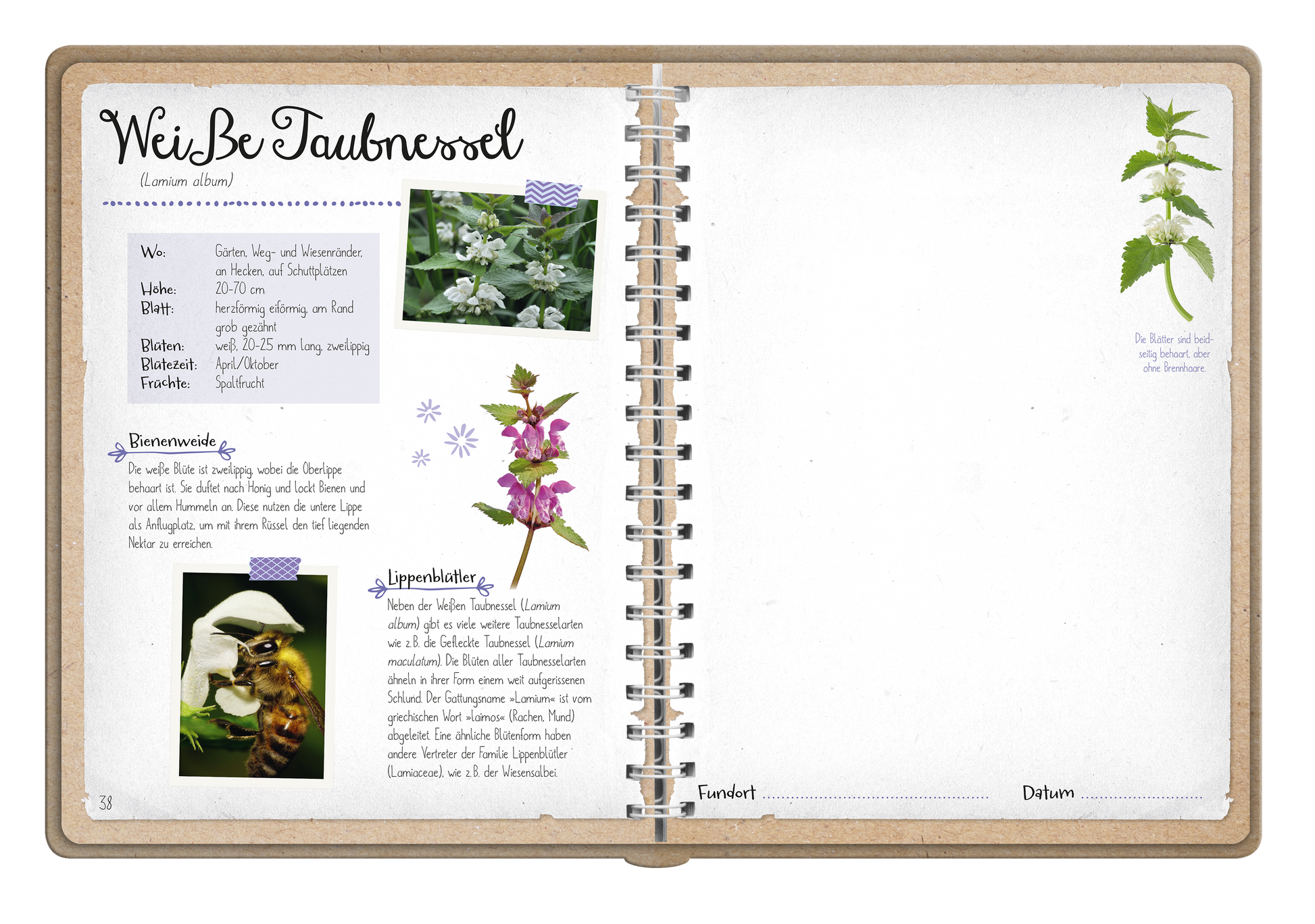 Gezeigt wird eine Innen- oder Zusatzansicht von „Naturforscher-Kids – Blüten und Blätter entdecken und sammeln“. Die Seite präsentiert die Weißbe Taubnessel mit einer handschriftlichen Überschrift in einer verspielten Schriftart. Links sind ein Bild der Pflanze und informative Textabschnitte, die in bunten Boxen hervorgehoben sind. Ein strukturierter, naturbelassener Hintergrund in sanften Farbtönen unterstützt die visuelle Klarheit. Rechts ist Platz für persönliche Notizen, um...