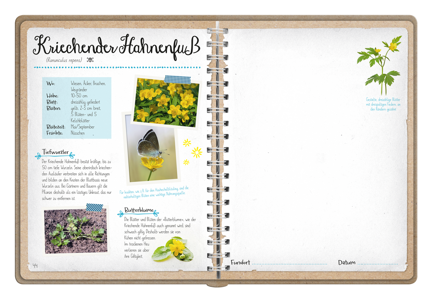 Gezeigt wird eine Innen- oder Zusatzansicht von „Naturforscher-Kids – Blüten und Blätter entdecken und sammeln“. Die Seite enthält den Titel „Kriechender Ehrenpreis“ in geschwungener, schwarzer Schrift. Darunter befindet sich ein blaues Infokästchen mit Informationen zur Pflanze. Neben textlichen Erläuterungen sind zwei Bilder abgebildet: eines zeigt gelbe Blüten, das andere eine Pflanze mit Herzform. Der Hintergrund ist in einem sanften Beige gehalten, die Typografie ist...
