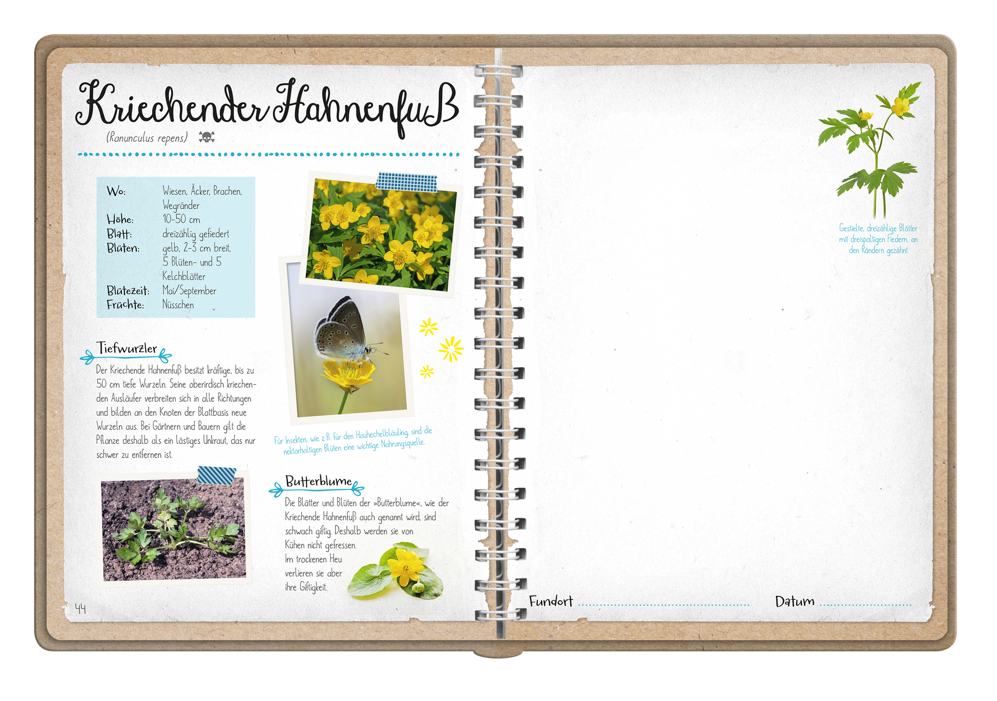 Gezeigt wird eine Innen- oder Zusatzansicht von „Naturforscher-Kids – Blüten und Blätter entdecken und sammeln“. Die Seite enthält den Titel „Kriechender Ehrenpreis“ in geschwungener, schwarzer Schrift. Darunter befindet sich ein blaues Infokästchen mit Informationen zur Pflanze. Neben textlichen Erläuterungen sind zwei Bilder abgebildet: eines zeigt gelbe Blüten, das andere eine Pflanze mit Herzform. Der Hintergrund ist in einem sanften Beige gehalten, die Typografie ist...