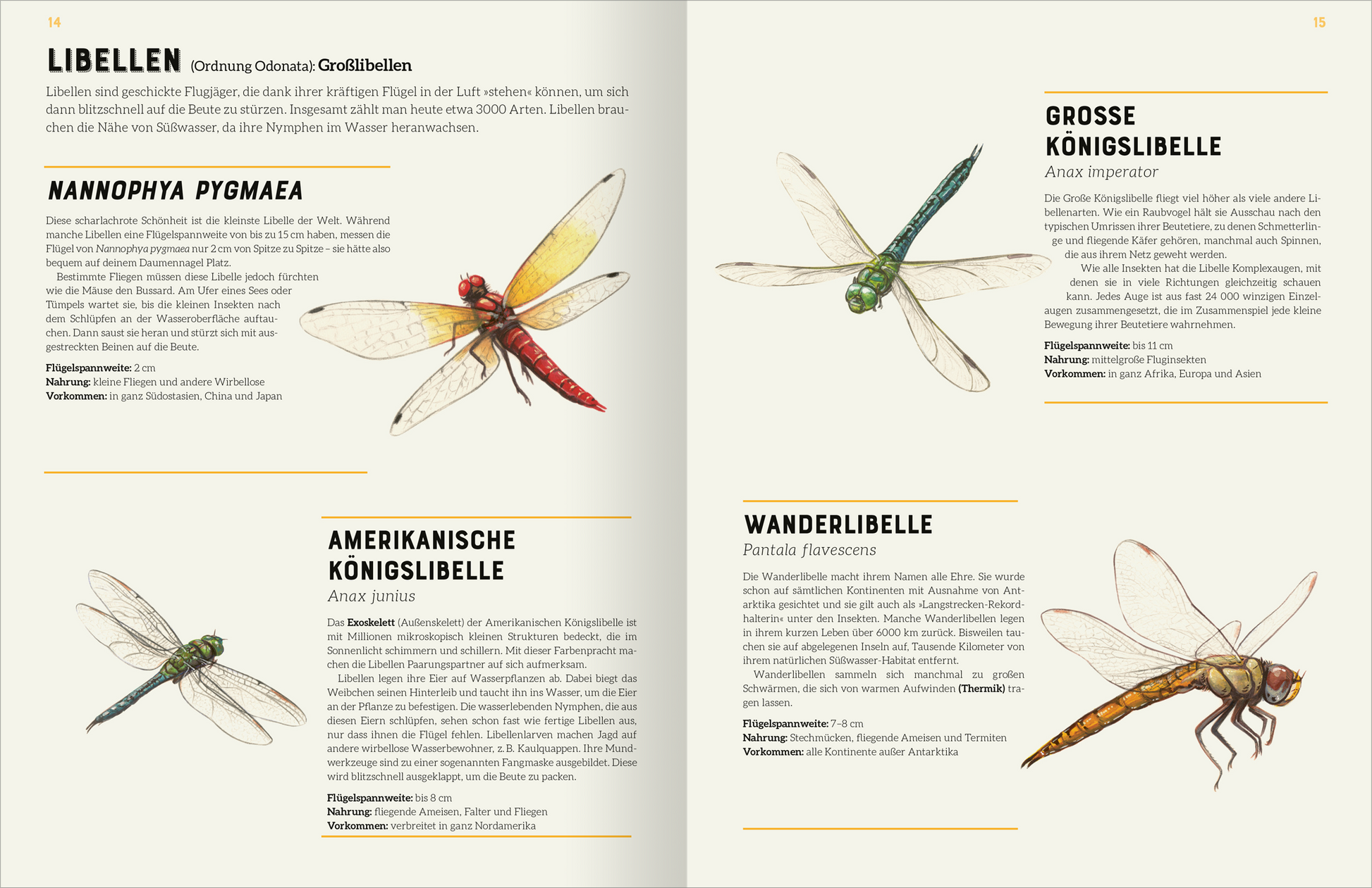 Gezeigt wird eine Innen- oder Zusatzansicht von „Das große Lexikon der Insekten“. Die Seite präsentiert drei detaillierte Illustrationen von Libellen, darunter die „Nannophya pygmaea“, die „Amerikanische Königslibelle“ und die „Wanderlibelle“. Jede Abbildung wird von einer kurzen Beschreibung in klarer, zutreffender Schriftart begleitet. Die Farbpalette umfasst natürliche Grüntöne, Rottöne und Erdtöne, die die Lebendigkeit der Insekten unterstreichen. Die typografische...