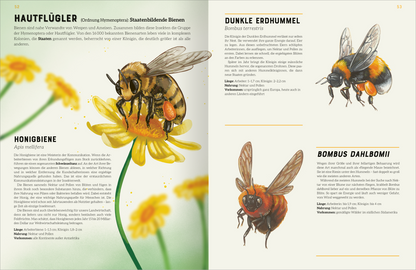 Gezeigt wird eine Innen- oder Zusatzansicht von „Das große Lexikon der Insekten“. Die Seite ist in sanften, hellen Farben gehalten, mit einem großen, detaillierten Bild einer Honigbiene, die auf einer gelben Blume sitzt. Neben der Illustration befinden sich zwei Textkästen in schwarz und grau, die die Arten Dunkle Erdhummel und Bombus Dahlbomii beschreiben. Die Typografie ist klar und gut lesbar, mit einer Mischung aus serifenlosen und serifenbetonten Schriftarten.