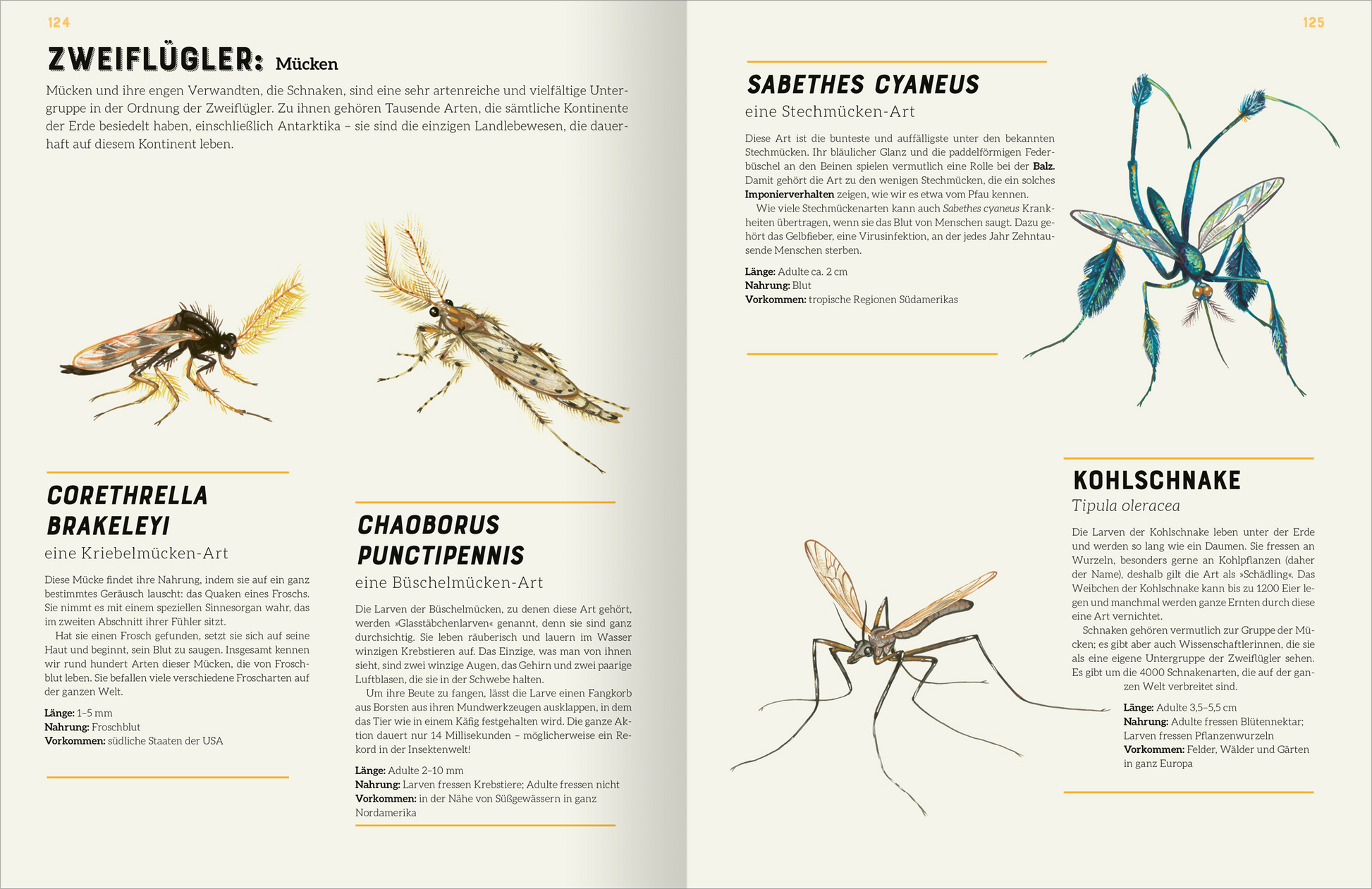 Gezeigt wird eine Innen- oder Zusatzansicht von „Das große Lexikon der Insekten“. Die Seite präsentiert vier Abbildungen verschiedener Mückenarten, darunter „Corethrella brakeleyi“ und „Sabethes cyaneus“. Jede Illustration ist detailreich und farbenfroh, ergänzt durch informativen Text in klarer, schwarzer Schrift. Überschriften sind in einem markanten Gelb gehalten. Der Hintergrund ist neutral, um die Illustrationen und die typografischen Elemente hervorzuheben.