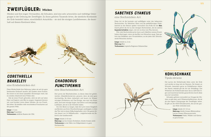 Gezeigt wird eine Innen- oder Zusatzansicht von „Das große Lexikon der Insekten“. Die Seite präsentiert vier Abbildungen verschiedener Mückenarten, darunter „Corethrella brakeleyi“ und „Sabethes cyaneus“. Jede Illustration ist detailreich und farbenfroh, ergänzt durch informativen Text in klarer, schwarzer Schrift. Überschriften sind in einem markanten Gelb gehalten. Der Hintergrund ist neutral, um die Illustrationen und die typografischen Elemente hervorzuheben.