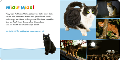 Gezeigt wird eine Innen- oder Zusatzansicht von „Hör mal rein, wer kann das sein? – Tiere in der Nacht“. Die Seite zeigt einen freundlichen, bunten Hintergrund in Blau und Hellgrün. Links steht der Text „Miau! Miau!“ in einer fröhlichen, verspielten Schriftart. Rechts sind vier Bilder von verschiedenen Katzen in actionreichen Posen, mit einer Mischung aus Schwarz, Weiß und anderen Fellfarben. Die Gestaltung wirkt einladend und spricht Kinder an.