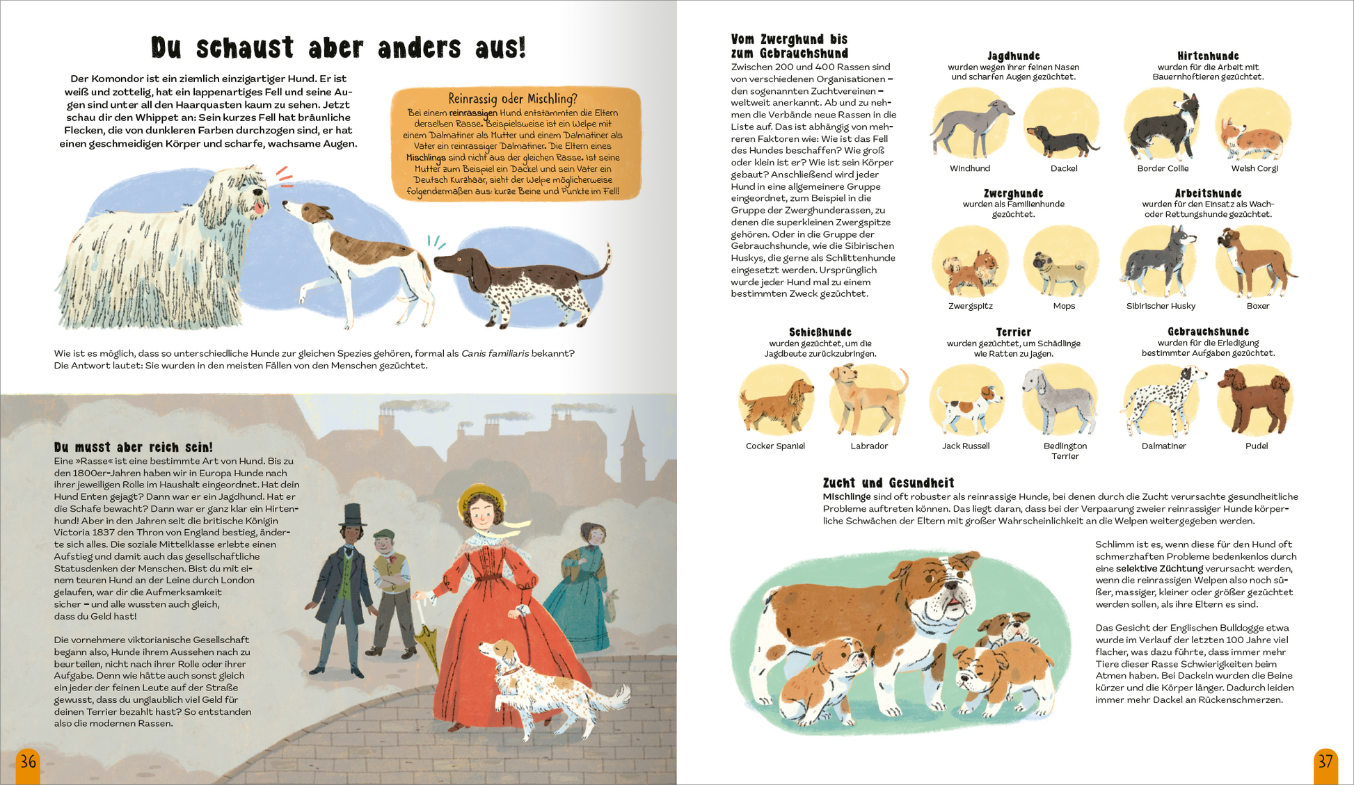 Gezeigt wird eine Innen- oder Zusatzansicht von „Die Welt der Hunde“. Die Seite enthält eine bunte und lebhafte Illustration von verschiedenen Hunderassen, umgeben von informativem Text. Auf der linken Seite ist eine historische Szene mit einem Hund und einer Frau in einem roten Kleid dargestellt, während auf der rechten Seite eine Übersicht über Hunderassen in einfachen, klaren Illustrationen präsentiert wird. Die Farben wirken freundlich und einladend, während die Typografie gut...