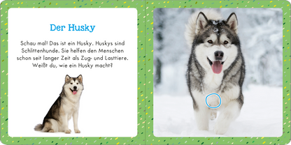 Gezeigt wird eine Innen- oder Zusatzansicht von „Soundbuch für Klitzekleine - Tiere im Winter“. Die linke Seite zeigt einen niedlichen Husky mit braun-grauem Fell und aufmerksamen Augen, umgeben von einer grünen, gepunkteten Bordüre. Der Text „Der Husky“ ist in blauer Schrift hervorgehoben. Auf der rechten Seite befindet sich ein lebendiges Foto eines Husky im Schnee, das seine verspielte Natur einfängt. Der Hintergrund ist hell und winterlich gestaltet.