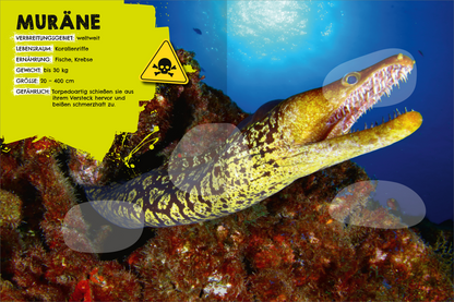 Gezeigt wird eine Innen- oder Zusatzansicht von „Das gefährlichste Stickerheft der Welt“. Die Seite zeigt eine bunte Darstellung einer Muräne vor einem korallenreichen Hintergrund. Die Muräne ist gelb mit schwarzen Mustern und hat ein offenes Maul. Links befindet sich ein gelbes Informationsfeld mit Warnsymbol und Text zu Lebensraum, Ernährung und Größe. Die Typografie ist groß und klar, unterstützt durch auffällige Farben, die die Neugier wecken und eine lebendige, einladende...