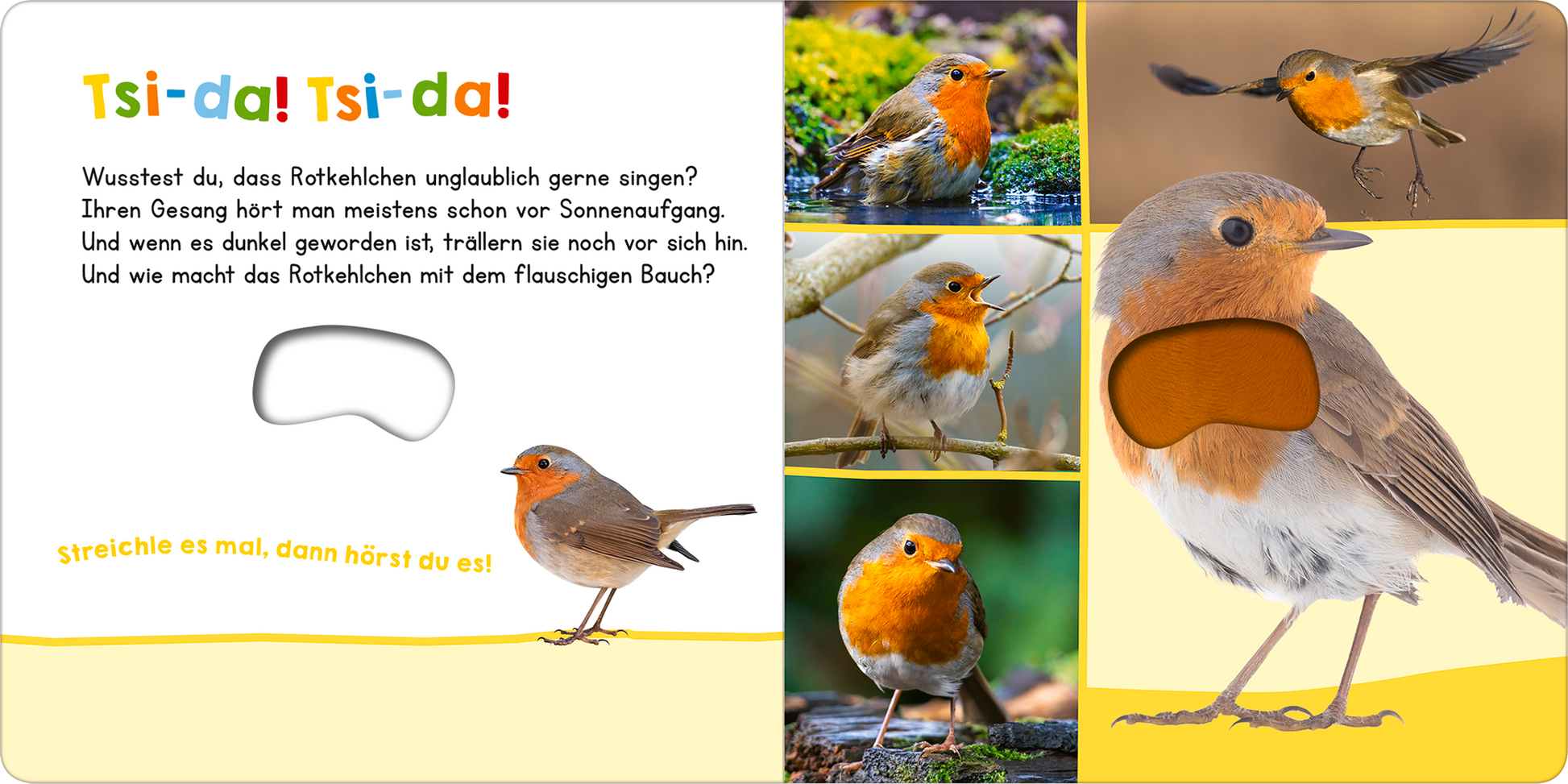 Gezeigt wird eine Innen- oder Zusatzansicht von „Hör mal rein, wer kann das sein? – Vögel“. Die Seite zeigt lebendige Illustrationen eines Rotkehlchens mit einem flauschigen orangefarbenen Bauch. Der Hintergrund ist in sanften Pastellfarben gehalten, während der Text in einer kinderfreundlichen Schriftart dargestellt ist, die in verschiedenen Farben akzentuiert ist. Ein Ausschnitt, der zum Streicheln einlädt, ist zu erkennen, zusammen mit weiteren Vögeln, die in einer ansprechenden...
