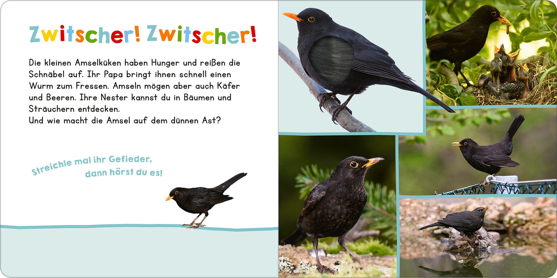 Gezeigt wird eine Innen- oder Zusatzansicht von „Hör mal rein, wer kann das sein? – Vögel“. Auf der linken Seite steht in bunten Buchstaben „Zwitscher! Zwitscher!“. Der Text beschreibt die Lebensweise von Amseln. Rechts sind verschiedene Fotos von Amseln abgebildet, die auf Ästen sitzen oder auf dem Boden stehen. Die Bilder zeigen die Vögel in unterschiedlichen Perspektiven mit ihrem charakteristischen schwarzen Gefieder und dem leuchtend orangen Schnabel.