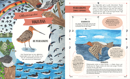 Gezeigt wird eine Innen- oder Zusatzansicht von „Vögel“. Die Seite präsentiert ein farbenfrohes Layout mit einer bunten Darstellung eines Lebensraums, das verschiedene Vogelarten zeigt. Im oberen Bereich ist ein Regenbogen abgebildet, während im Mittelpunkt ein größerer Vogel, die Pfuhlschnäpper, in detailreicher Illustration dargestellt ist. Die Typografie ist modern und gut lesbar, mit klaren Überschriften in kräftigem Rot, und den begleitenden Texten in dunkler Schrift auf hellem...