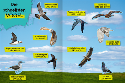Gezeigt wird eine Innen- oder Zusatzansicht von „Das schnellste Stickerheft der Welt“. Die Seite präsentiert verschiedene Vögel, darunter die Wanderfalke und die Steinadler, mit ihren Höchstgeschwindigkeiten in Kilometern pro Stunde. Die Farbpalette ist hell und freundlich, mit einem blauen Himmel und einer grünen Wiese im Hintergrund. Die Vögel sind detailreich illustriert, ihre Namen und Geschwindigkeitsangaben sind in gelben Kästen mit schwarzer Schrift hervorgehoben, was die...