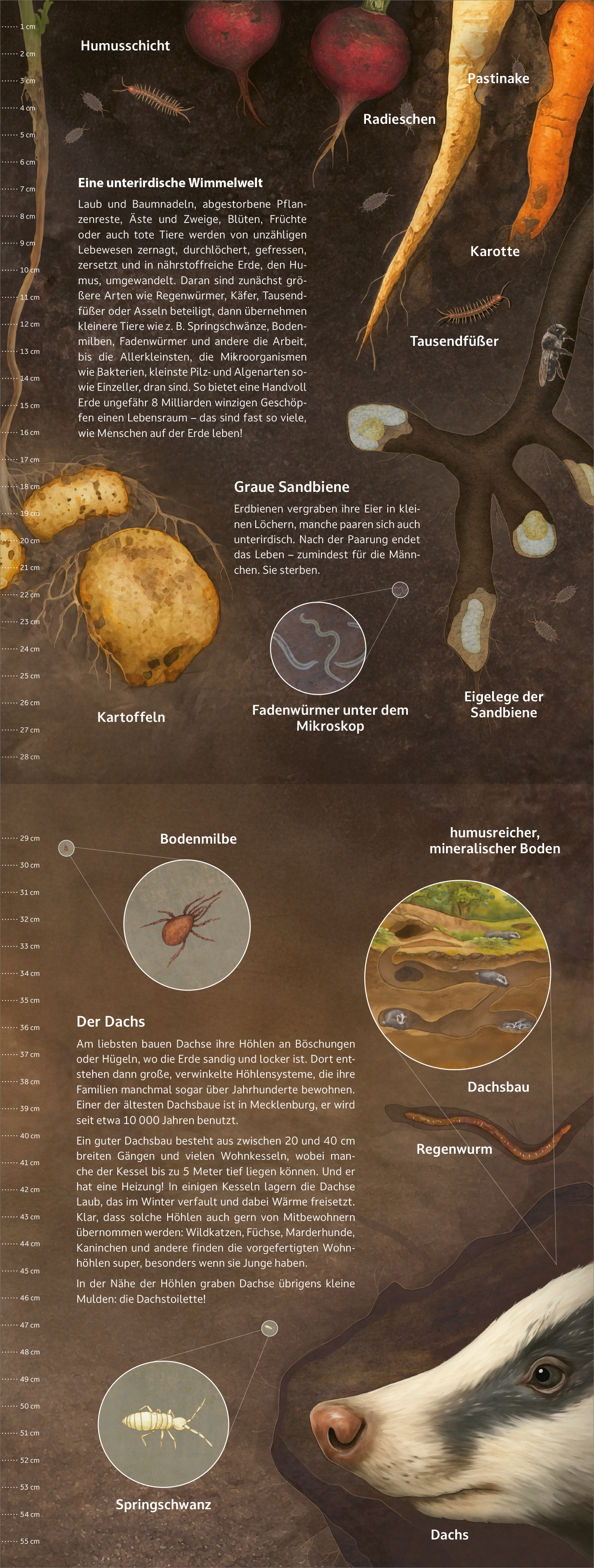 Gezeigt wird eine Innenansicht von „Mitten durch“. Die Darstellung zeigt verschiedene Bodenpflanzen, darunter Karotten, Rüben und Kartoffeln. Die Farben sind erdig gehalten, überwiegend in Braun- und Grüntönen, mit lebhaften Farbakzenten bei den Wurzeln. Die Typografie ist klar und gut lesbar, mit erklärenden Texten, die den jeweiligen Pflanzen hinzugefügt sind. Zusätzlich sind schematische Darstellungen von Bodentieren und deren Lebensraum integriert.