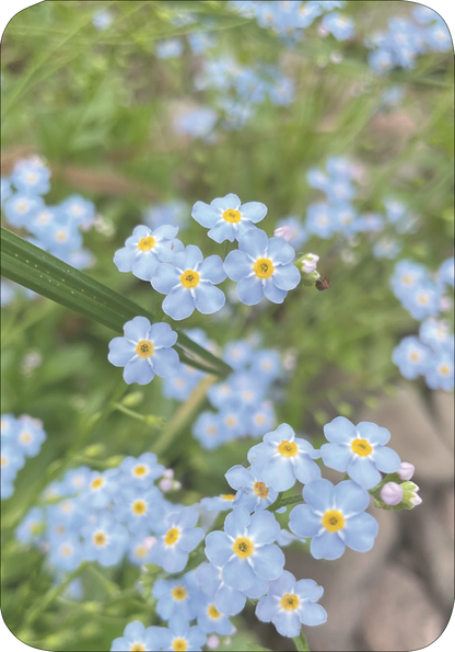 Gezeigt wird eine Innen- oder Zusatzansicht von „Wiesenglück“. Die Abbildung zeigt eine Vielzahl von kleinen, zarten, hellblauen Blumen mit gelben mittleren Blüten, die üppig in einem grünen Umfeld wachsen. Die sanften Farbtöne von Blau und Gelb vermitteln eine fröhliche und einladende Stimmung. Die Typografie des Titels „Wiesenglück“ lässt sich nicht abbilden, wird jedoch ergänzt durch die natürliche Schönheit der dargestellten Pflanzen.