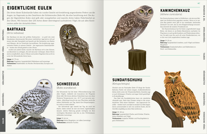 Innenseite aus „Das große Lexikon der Vögel“: Die Seite zeigt verschiedene Eulenarten auf einem sanft beige-grünen Hintergrund. Links sind die „Eigentlichen Eulen“ mit einer Übersicht, die den Bartkauz, die Schneeeule und den Sundafischuhu in farbigen Illustrationen zeigt. Jede Eulenart ist detailliert dargestellt, begleitet von den wissenschaftlichen Namen. Rechts befindet sich der Kaninchenkauz. Die Typografie ist klar und modern, Informationen sind übersichtlich gegliedert und...