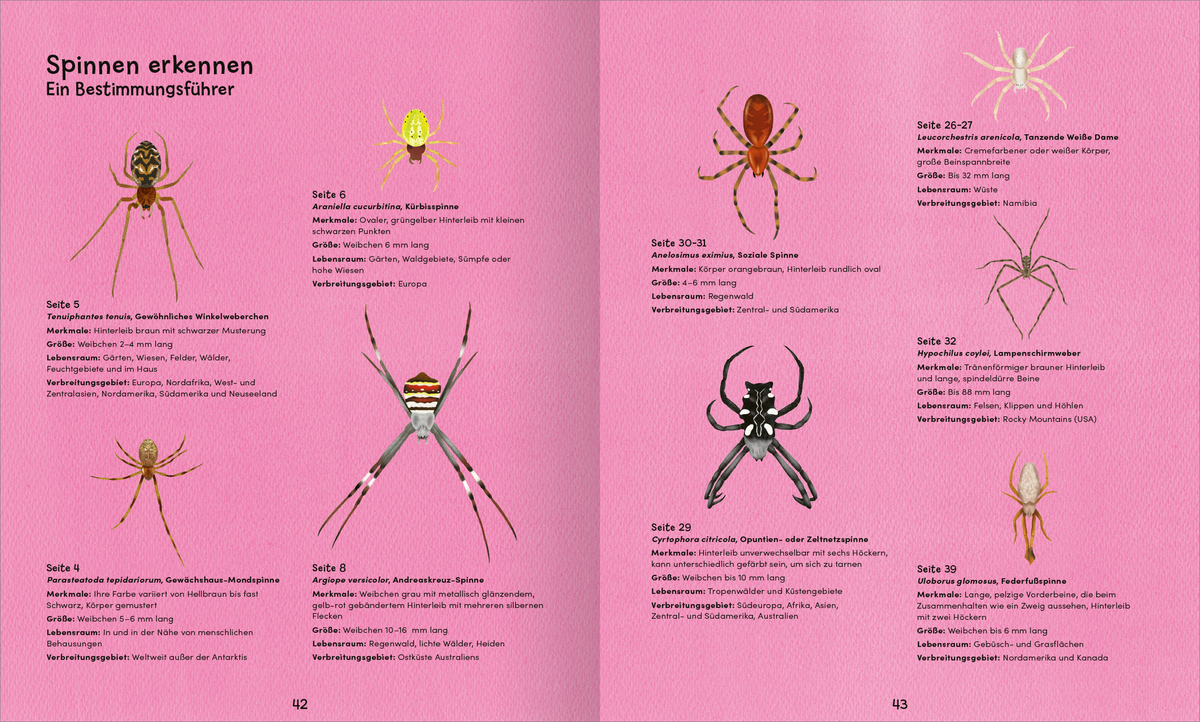 Gezeigt wird eine Innen- oder Zusatzansicht von „Wunderwelt der Spinnennetze“. Die Doppelseite zeigt einen rosa Hintergrund mit Illustrationen verschiedener Spinnen in unterschiedlichen Farben und Formen. Jede Spinne ist detailliert abgebildet, begleitet von kurzen Beschreibungen und Seitenzahlen. Die Typografie ist klar und gut lesbar, wobei die Überschrift „Spinnen erkennen“ in größerer Schriftart hervorgehoben ist. Die Anordnung der Elemente wirkt ansprechend und übersichtlich.