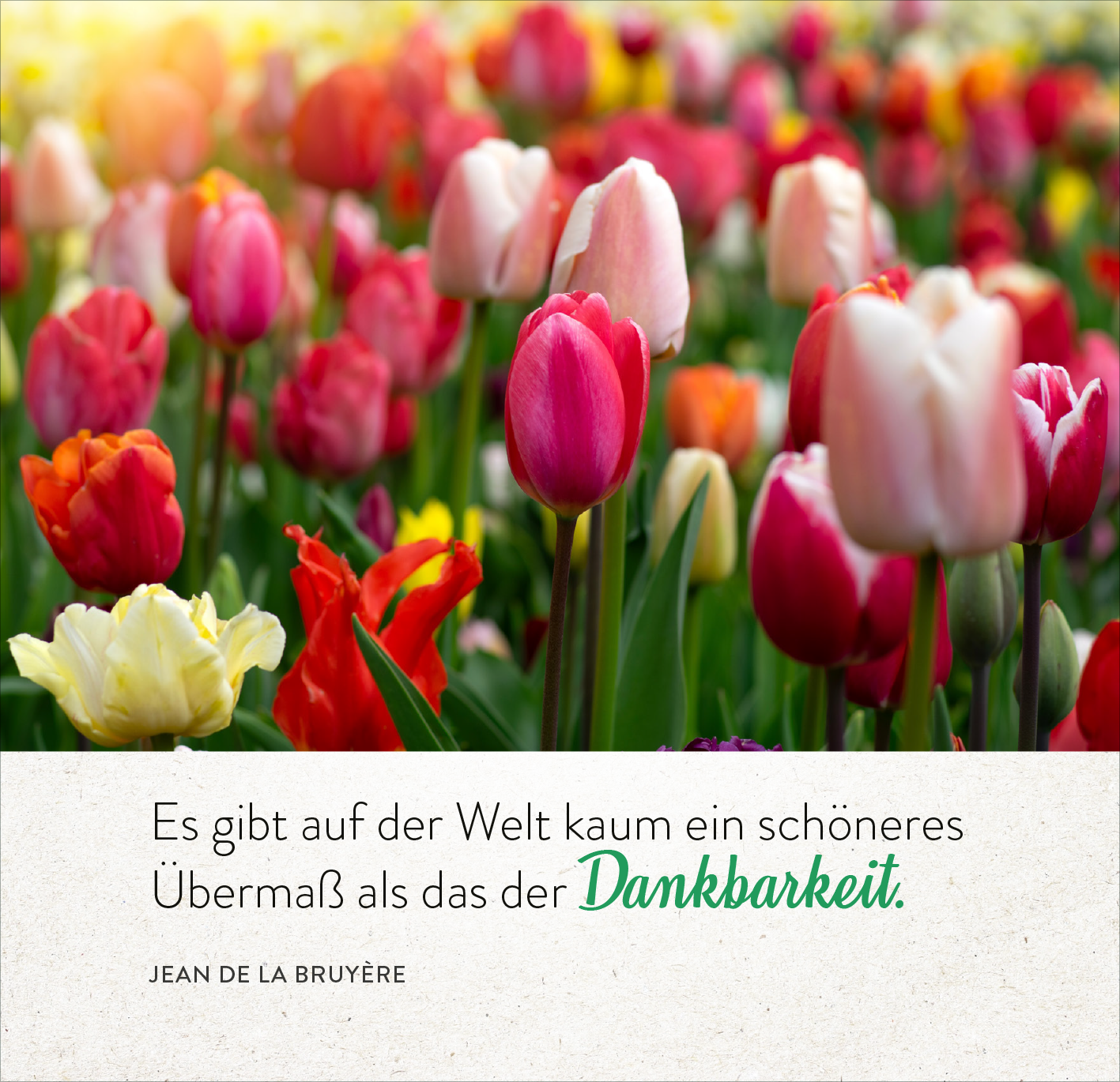 Gezeigt wird eine Innen- oder Zusatzansicht von „365 Tage einatmen. Ausatmen. Lächeln.“. Das Bild zeigt ein farbenfrohes Blumenfeld mit verschiedenen Tulpen in Tönen von Rot, Pink, Weiß und Gelb. Der Hintergrund ist weich und verschwommen, was eine harmonische Stimmung erzeugt. Unten ist ein Zitat in einer klaren, eleganten Schriftart platziert, wobei das Wort „Dankbarkeit“ in einer grünen, hervorstechenden Farbe gestaltet ist.