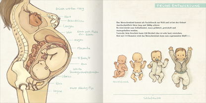Gezeigt wird eine Innenansicht von „Der MüffFloh“. Die Seiten sind sanft in Pastelltönen gehalten, wobei die linke Seite eine Illustration eines schwangeren Körpers mit einem Fötus zeigt, umgeben von erklärenden Texten in klarer Schrift. Auf der rechten Seite sind drei fröhliche, unterschiedlich gekleidete Babys dargestellt, begleitet von beschreibenden, in einer kindgerechten Schrift verfassten Texten. Die gesamte Gestaltung vermittelt ein warmes und einladendes Gefühl.